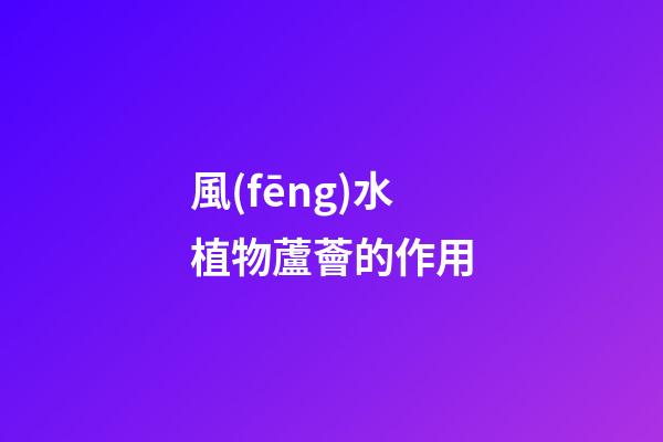風(fēng)水植物蘆薈的作用