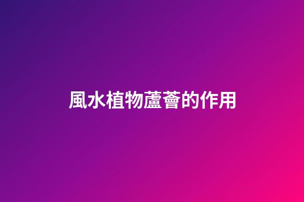 風水植物蘆薈的作用