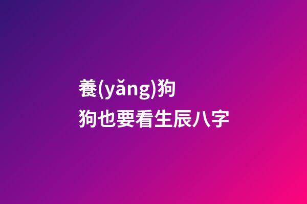 養(yǎng)狗狗也要看生辰八字