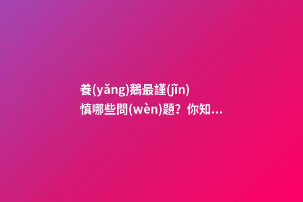 養(yǎng)鵝最謹(jǐn)慎哪些問(wèn)題？你知道養(yǎng)鵝的禁忌嗎？你中了幾招？