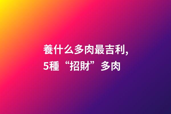 養什么多肉最吉利,5種“招財”多肉-第1張-觀點-玄機派
