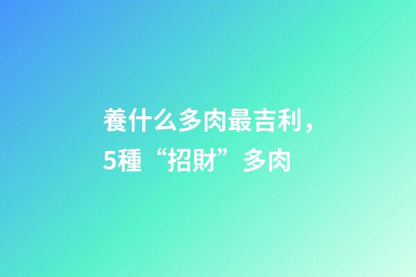 養什么多肉最吉利，5種“招財”多肉-第1張-觀點-玄機派