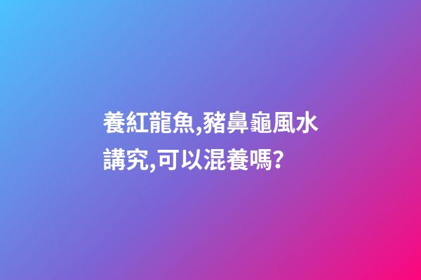養紅龍魚,豬鼻龜風水講究,可以混養嗎？