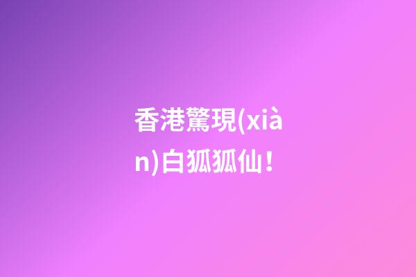 香港驚現(xiàn)白狐狐仙！