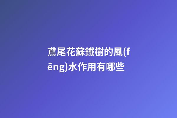 鳶尾花蘇鐵樹的風(fēng)水作用有哪些?